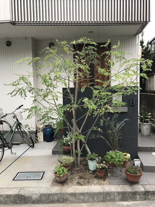 お客さまの声 - 近くの植木屋さん/植木屋一番星