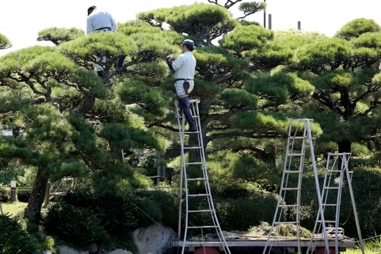 西宮市 剪定の専門家 植木屋一番星